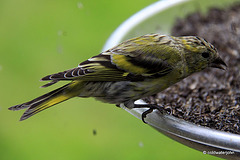 King of the feeder