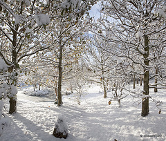 Sun and snow - garden walk Dec 10 2011