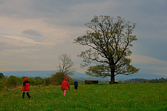 Fields near Appleby