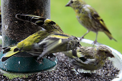 There's a pecking order, round here...