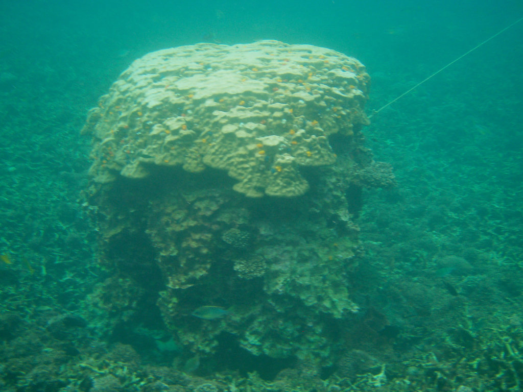 more snorkelling