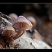 Mushroom Family on Side of Log