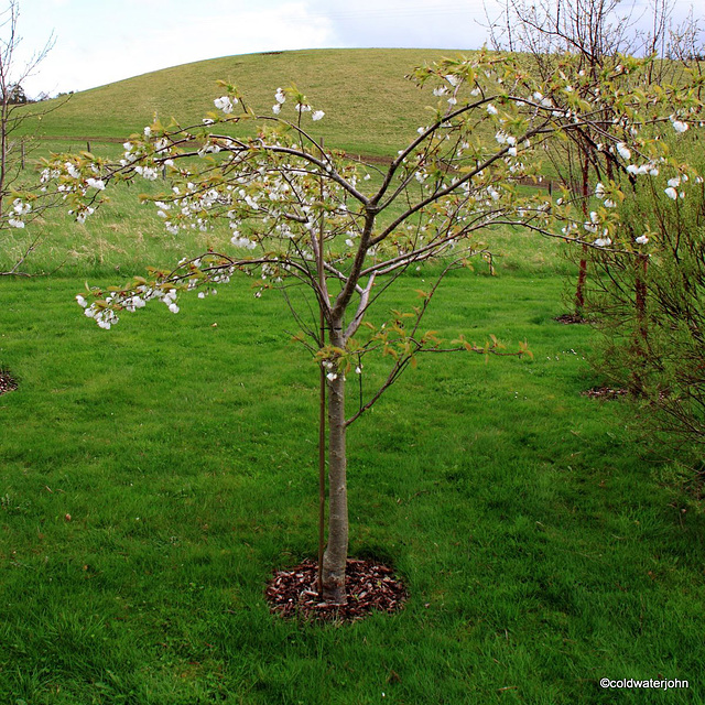 Cherries in bloom