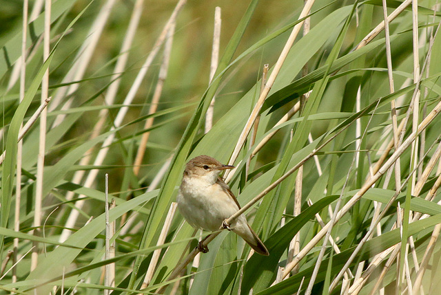 Reed Warbler