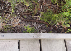 tiger snake