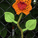 Yarnbomb Flowers 2