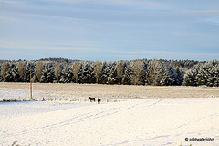 Sun and snow - garden walk Dec 10 2011