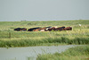 Cattle in the Driving Rain