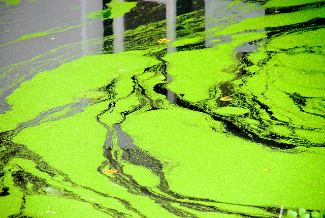 Duckweed