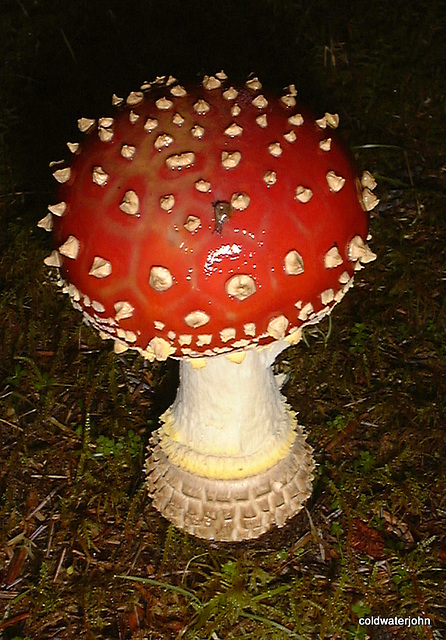 Amanita Muscaria Amanita Muscaria