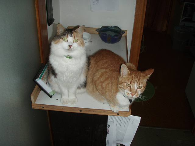 Leeloo & Zetor on the kitty platform