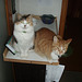 Leeloo & Zetor on the kitty platform