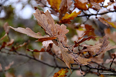 Last of the oak leaves 5194900434 o