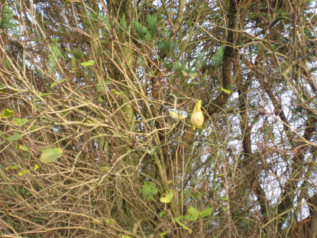 Meise im Fliederbusch