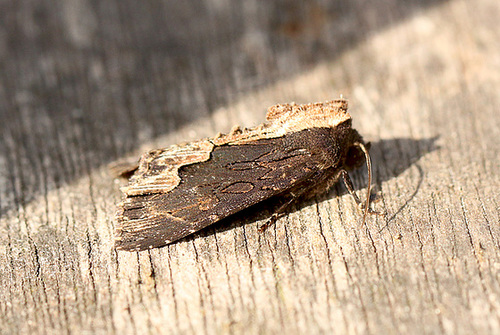 Birds Wing Moth