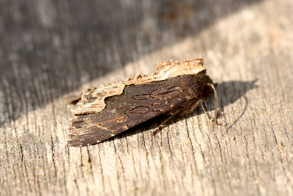 Birds Wing Moth