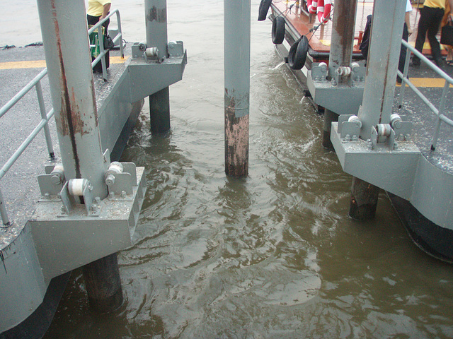 fish feeding on Chao Praya