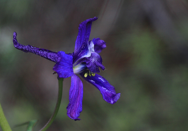 Menzies' Larkspur (Delphinium menziesii)