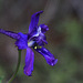 Menzies' Larkspur (Delphinium menziesii)