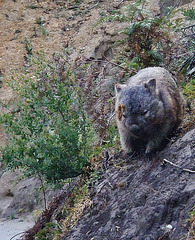 teetering wombat