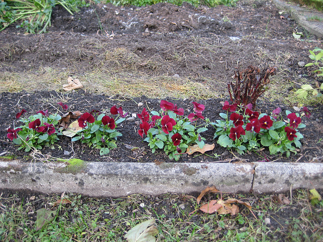 Herbstliches Blumenrabatt mit Stiefmütterchen