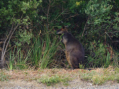 swamp wallaby by day