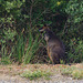 swamp wallaby by day