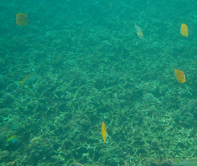 more snorkelling