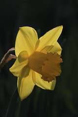 Daffodil in Sunlight