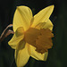 Daffodil in Sunlight