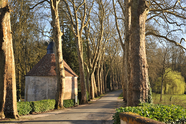 La vieille allée de platanes et le colombier du château de Courtanvaux - Sarthe