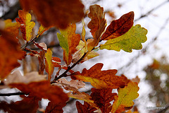 Last of the oak leaves 5194301285 o