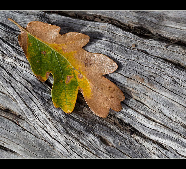 Autumn Textures: White Oak Leaf on Manzanita Log