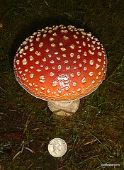 Amanita Muscaria