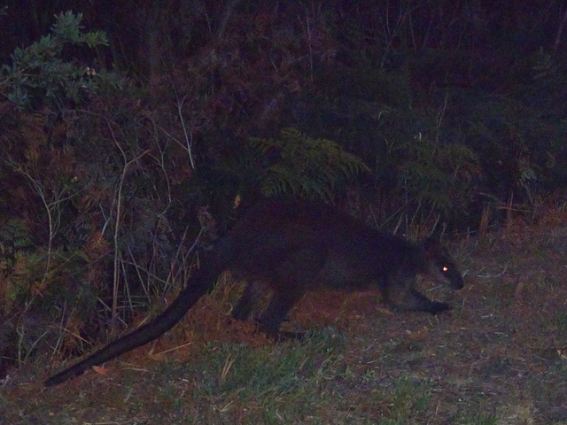 swamp wallaby by night