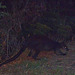 swamp wallaby by night