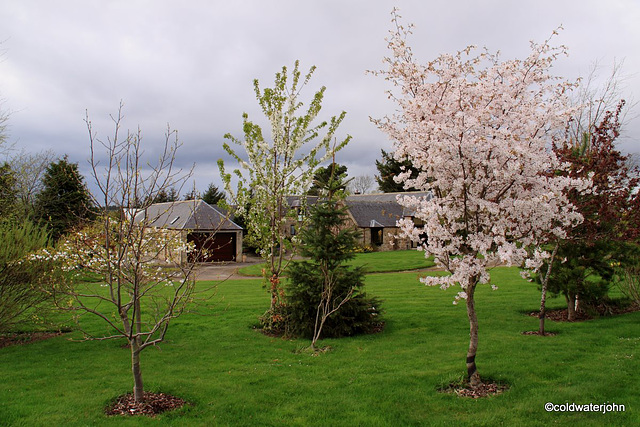 Cherries in bloom