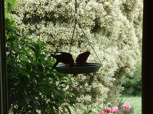 rosellas at the feeder