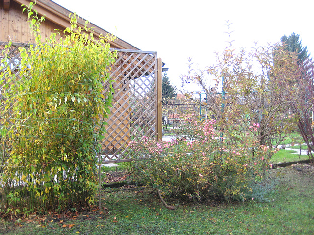 Ranunkelstrauch und Rosenbusch im Herbst