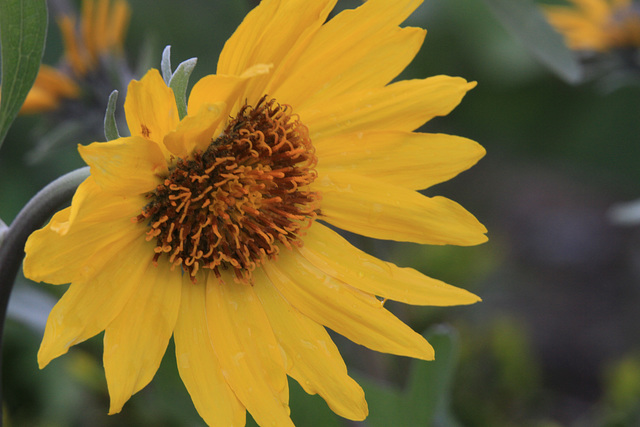 Arrowleaf Balsamroot (Balsamorhiza sagittata)