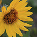 Arrowleaf Balsamroot (Balsamorhiza sagittata)