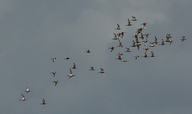 Bar-tailed Godwit Flock