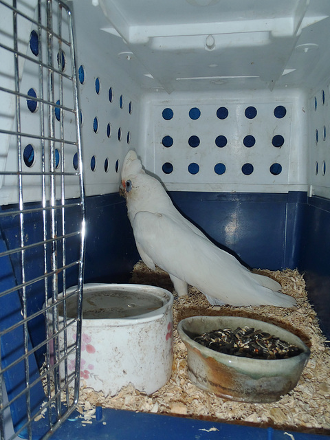 injured corella