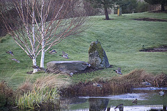 Mallard flight taking off this morning...