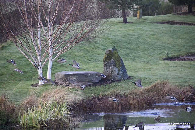 Mallard flight taking off this morning...
