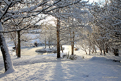 Sun and snow - garden walk Dec 10 2011