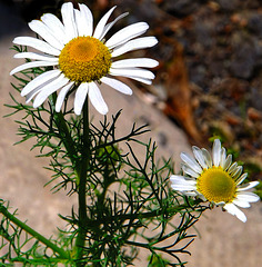 Ox-eye daisy.