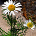 Ox-eye daisy.