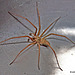 Incy Wincy Spider...is stuck in the kitchen sink!