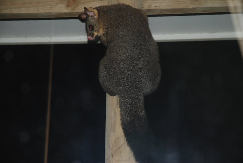 possums at window 6